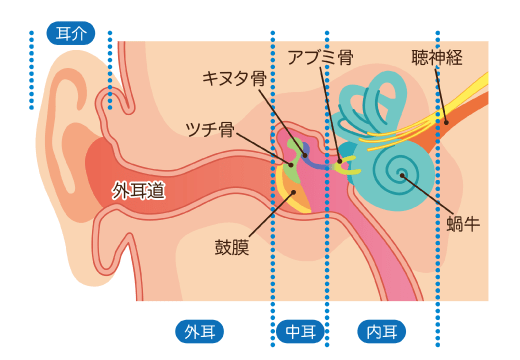 有毛細胞は再生できる？回復方法は？