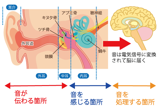 音が聞こえるが言葉が聞き取れない原因と補聴器の有用性
