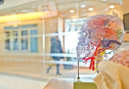 脳の働きのついて