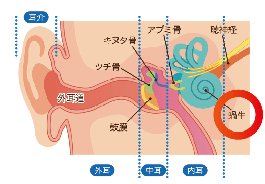 難聴を発症するメカニズム